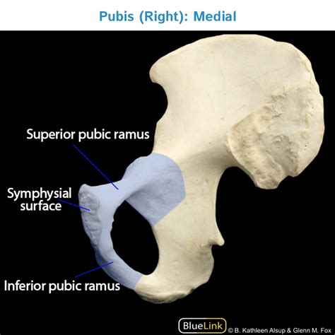 ramus inferior osteitis pubis  groin pain cspc physiotherapy