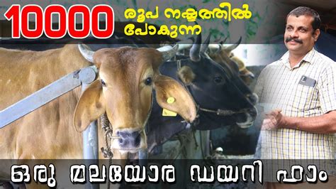 EP 33 ഡയറ കർഷകര സരകഷകകക failure Dairy Farm Story Dairy Farm