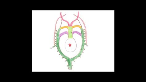 Medical Embryology Development Of The Aortic Arches And Large Arteries Youtube