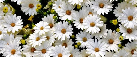 100 Daisies Wallpapers