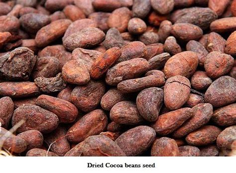 Dried Cocoa seed - kachi