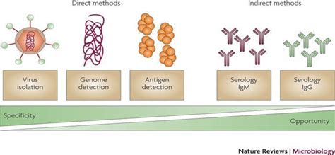 Figure From Development Of Stable Cell Line For Ns Gene Of Dengue