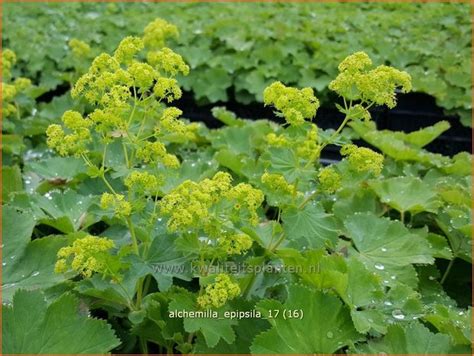 Kahler Frauenmantel Alchemilla Epipsila Silbermantel Kaufen