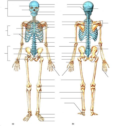 Bone Labelling Diagram Quizlet