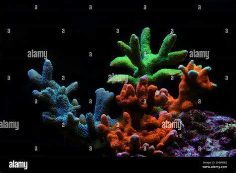 Montipora colorful stony coral in reef aquarium tank Stock Photo - Alamy