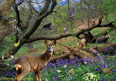 Photos of Spring Scenes | spring scene with wild animals roe deer capreolus capreolus red ...