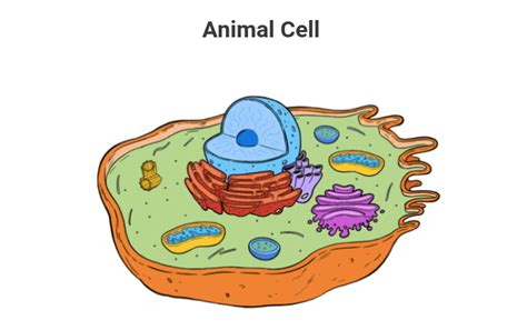 Animal and Plant Cell Diagrams Diagram | Quizlet