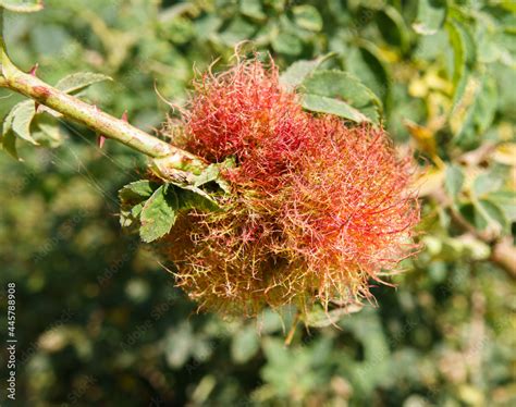 A Gall Known As The Rose Bedeguar Gall Robin S Pincushion Mossy Rose