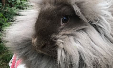 Chocolate English Angora Uk National Angora Rabbit Club