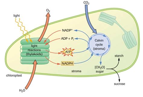 Metabolism: Photosynthesis - SBI4U RESOURCE WEBSITE