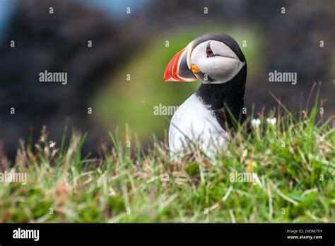 Atlantic Puffin Puffin Atlantic Puffins Stock Photo Alamy