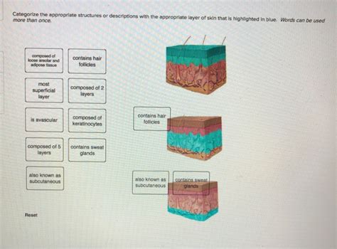 Solved Categorize The Appropriate Structures Or Descriptions Chegg