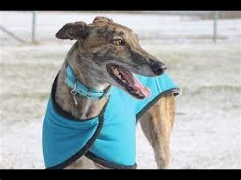 CARRERA DE GALGOS YouTube