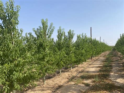 Viveros Hernandorena Refuerza Su Presencia Como Referente En Planta De