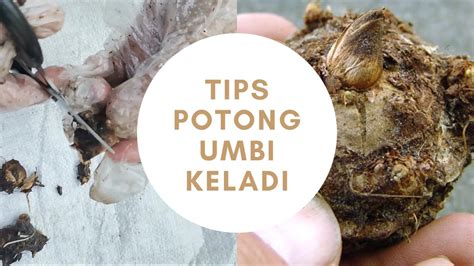 Cara Potong Ubi Keladi Hias Langkah Mudah Youtube