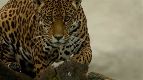 Onça pintada é devolvida à natureza após ter as patas queimadas