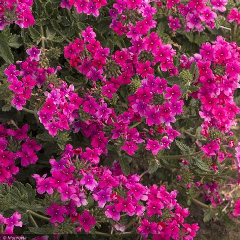 Verbena Endurascape Hot Pink 1 Greenwood Creek Nursery