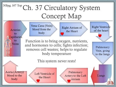 Pulmonary And Systemic Circulations Concept Map