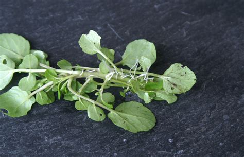 Enough Water for Watercress? | Suburban Tomato