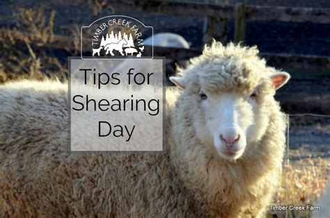 Shearing Sheep Tips For Shearing Day Timber Creek Farm