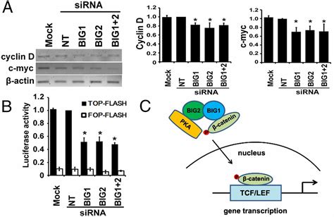 Enhancement of β catenin activity by BIG1 plus BIG2 via Arf activation