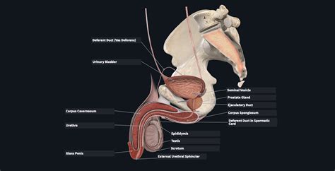 Male Reproductive System Model Labeled