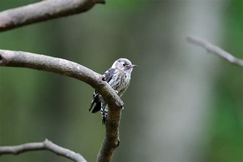 Japanese Pygmy Woodpecker D Af S Mm F D Flickr