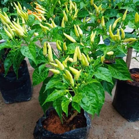 Jual Bibit Tanaman Hidup CABE RAWIT BERBUAH Bibit Pohon Cabai Rawit