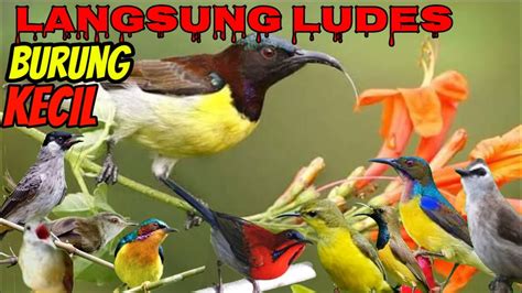 Langsung Ludes Semua Jenis Burung Kecil Suara Pikat Burcil Ribut