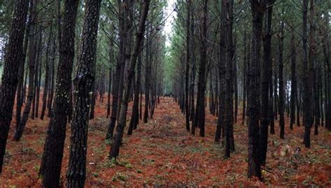 Manejo de las masas de pino plantación podas y claras Campo Galego