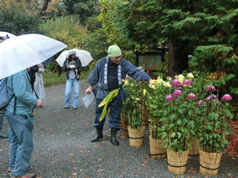 11月5日（土）～11月23日（水・祝）向島百花園「菊が彩る江戸花屋敷」を開催！ Newscast