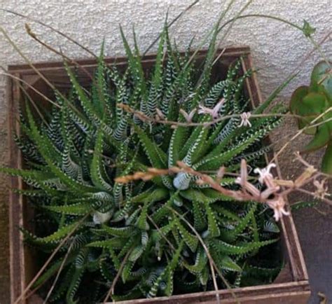 Haworthiopsis Attenuata 'Zebra Plant' Care and Propagation - Succulent ...