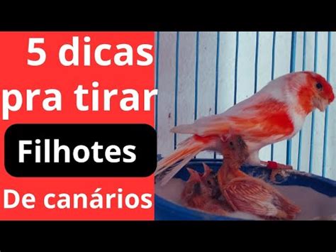 COMO TIRAR FILHOTES DE CANÁRIO BELGA DE MANEIRA FÁCIL VEJA YouTube