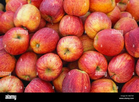 Big Bunch Of Idared Red Apples Stock Photo Alamy