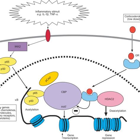 Corticosteroid Activation Of Anti Inflammatory Gene Expression