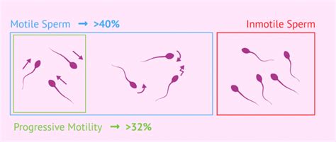 Types Of Sperm Motility