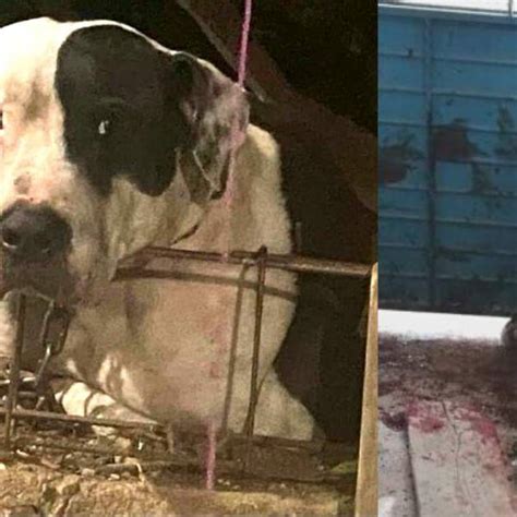 Este Es Max El Perro Pitbull Que Casi Arranca Un Brazo A Ladrón Que