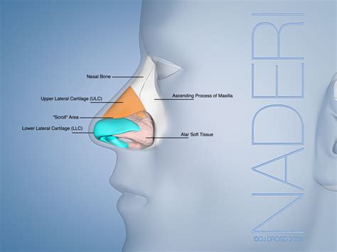 motivo Burro Secreto nasal anatomy Tóxico Estúpido Estar confundido