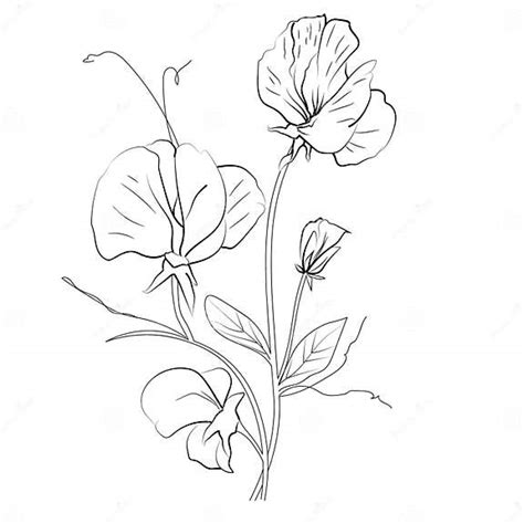 Hand Drawing Botanical Engraved Ink Art Drawn Sweet Pea Flower Sketch And Botanical Illustration