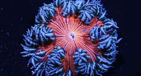 anemone - Singapore Reef Club - Marine Reef saltwater Aquarium tank information resources portal