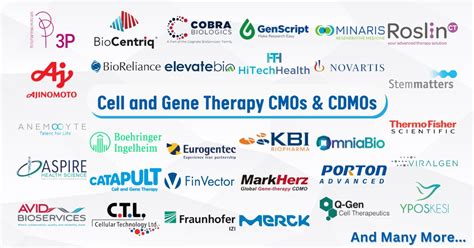 The Dominance Of Cell And Gene Therapy Cdmos In 2024 Bioinformant