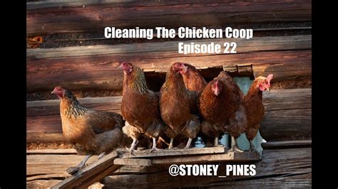 Cleaning The Chicken Coop Quick And Easy YouTube