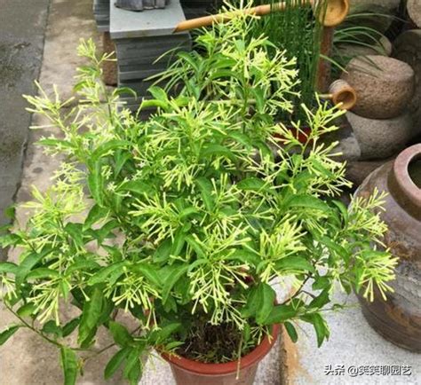 入夏了，家裡養盆「驅蚊植物」，蚊蟲不登門，這4種了解下 每日頭條