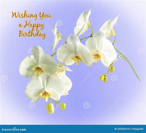 Wonderful White Orchid Birthday Card Stock Photo Image Of Petals