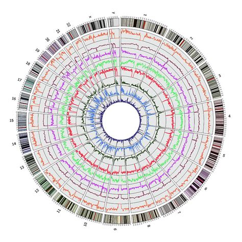 Circos Circular Genome Map Human Photograph By Science Source