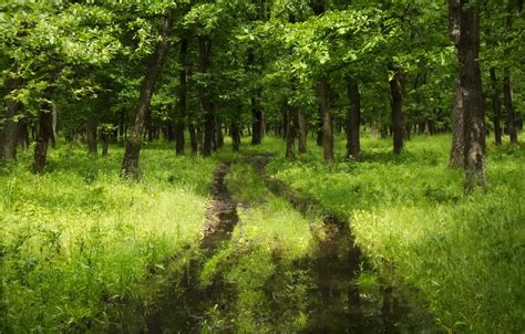 Wallpaper Greens Forest Summer Grass Green Nature Summer Grass