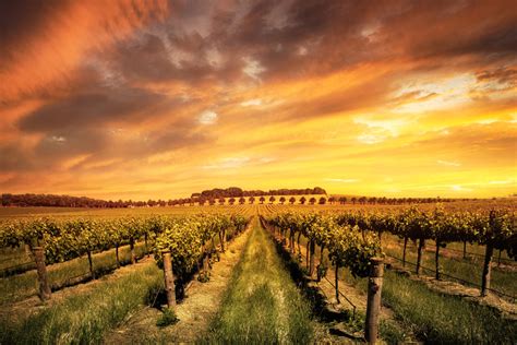 Barossa Valley Wineries Tour - Distant Journeys