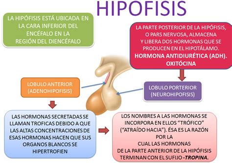 Fisiologia Hipofisis