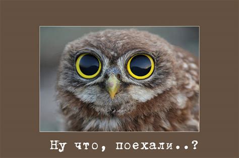 Сычиный бенефис | ФОТО НОВОСТИ