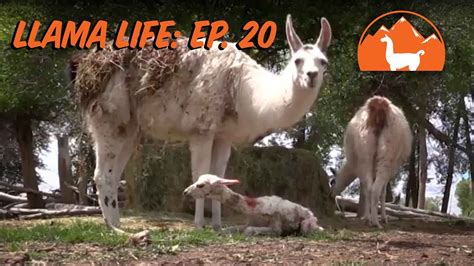 A Typical Day On The Llama Ranch Ep 20 Llama Life Youtube